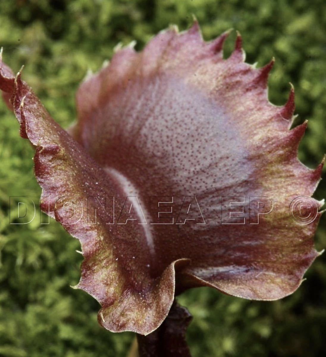 Dionaea muscipula Carnivoria Hanny WTW ディオネアマスシプラ ハエトリソウ ハエトリグサ 2号深 食虫植物 観葉植物_画像1