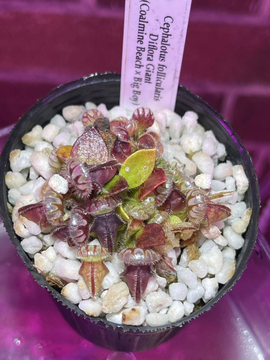 Cephalotus follicularis Diflora Giant (Coalmine Beach × Big Boy) CK セファロタスフォリキュラリス ジャイアント 2号深 食虫植物_画像3