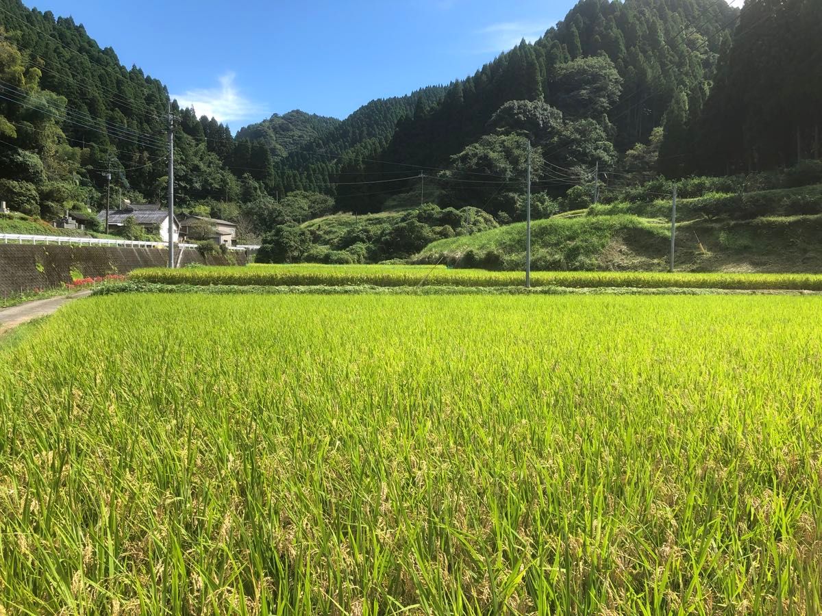 お米　熊本産ヒノヒカリ　15kg 玄米