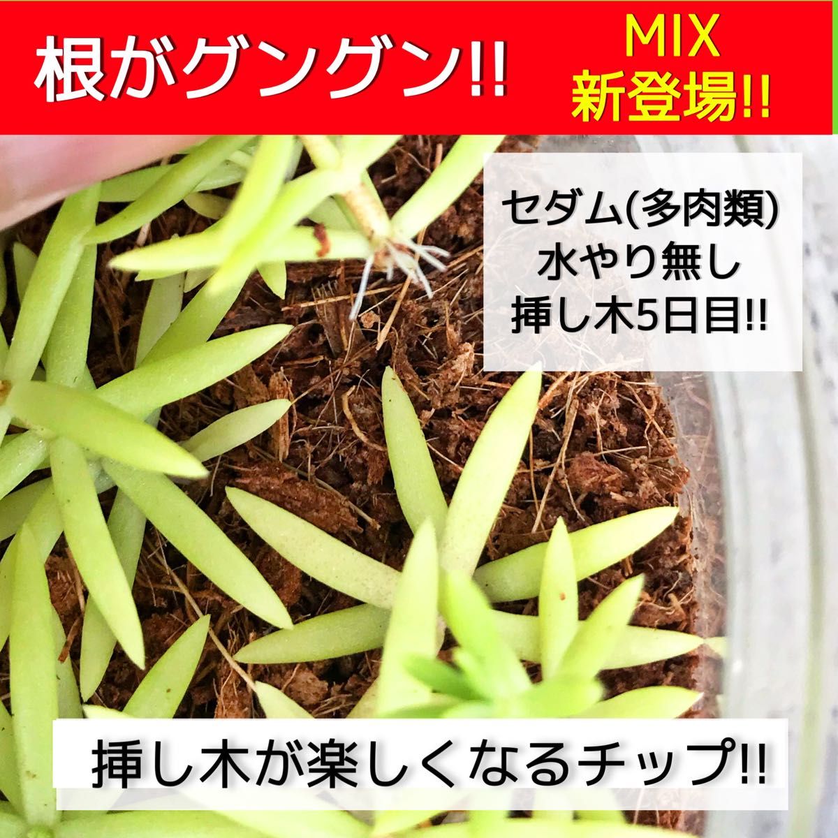 ヤシチップMIX【ポトス 斑入り モンステラ マドカズラ アイビー 柚子 桃 苺 多肉植物 韓国苗 薔薇 紫陽花 水苔等に】〇