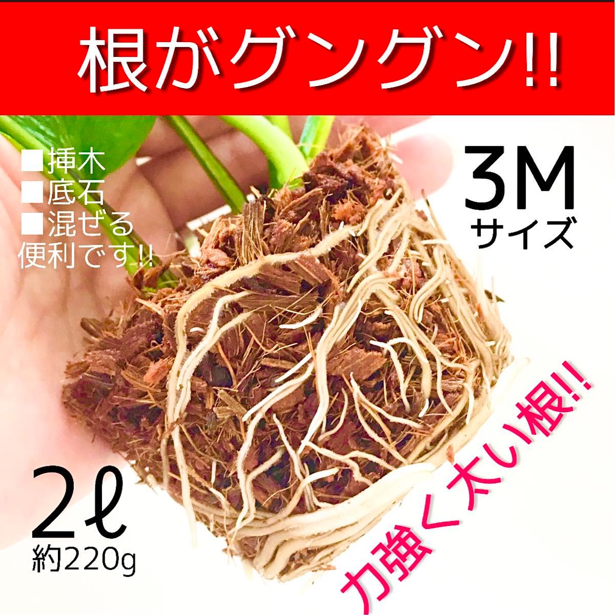 ヤシチップ3M【ポトス 斑入り モンステラ マドカズラ アイビー 柚子 桃 苺 多肉植物 韓国苗 薔薇 水苔 紫陽花等に】〇