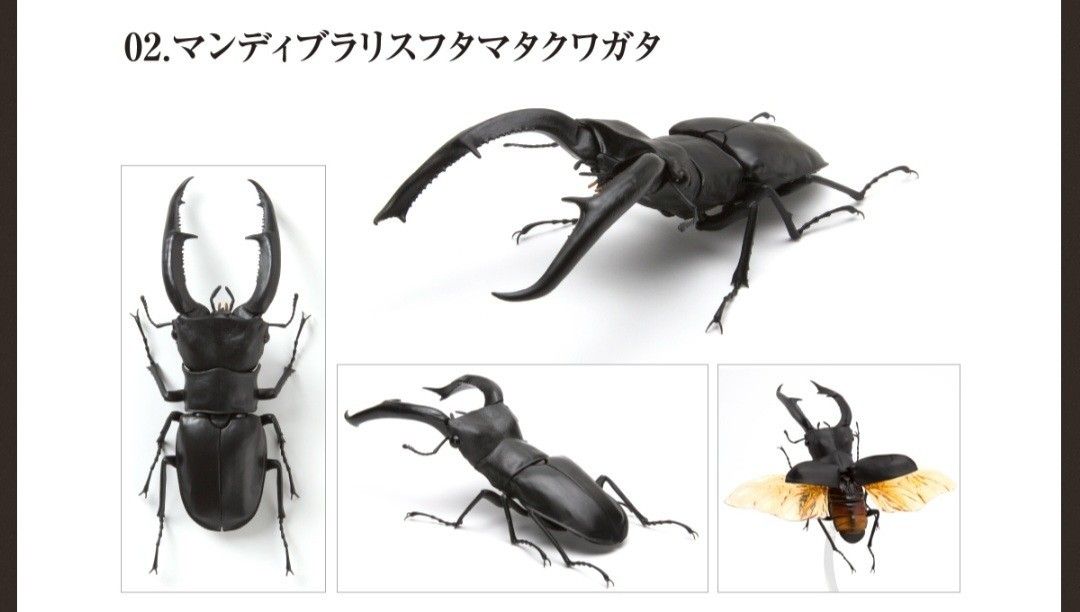 【開封品】訳あり いきもの大図鑑 くわがた 02 マンディブラリスフタマタクワガタ  ガチャ フィギュア 昆虫  BANDAI