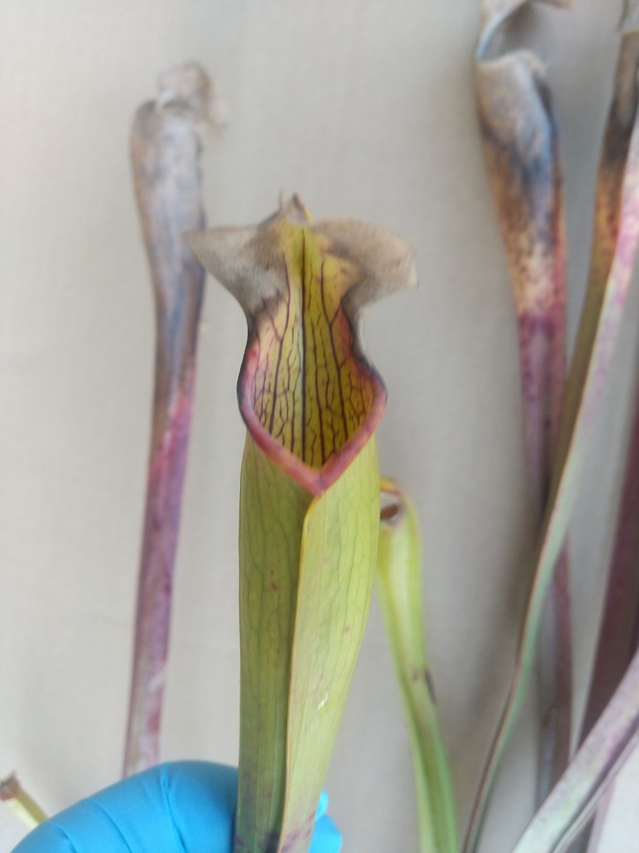 食虫植物 サラセニア Sarracenia alata A24 var. alata. Pipeline,Rayburn, Jasper Co.,TX,W(A11,JA) 増殖株 (4芽入り) ②_画像1