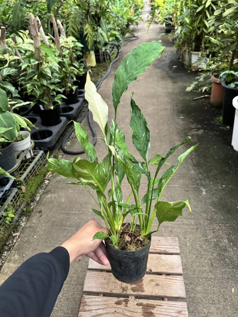 スパッティフィラム・ドミノ ★ Spathiphyllum 'Domino'_画像8