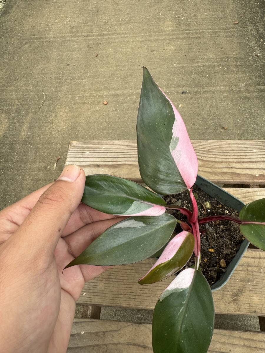 フィロデンドロン・ピンクプリンセス ★ Philodendron Pink-Princess_画像3