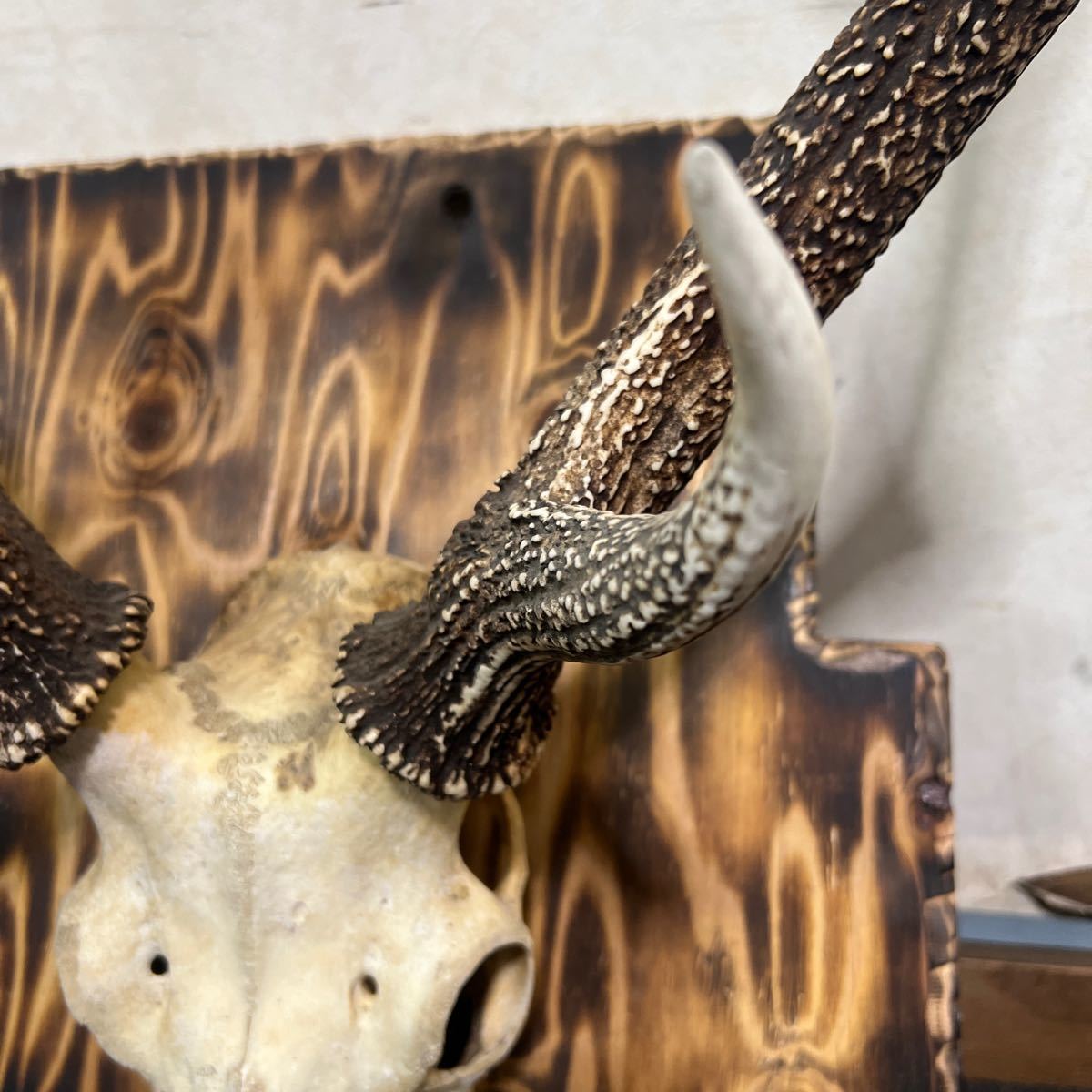 内祝い 鹿の角 （大）一部 頭蓋骨付き 刀置き 木刀置き 壁掛け 