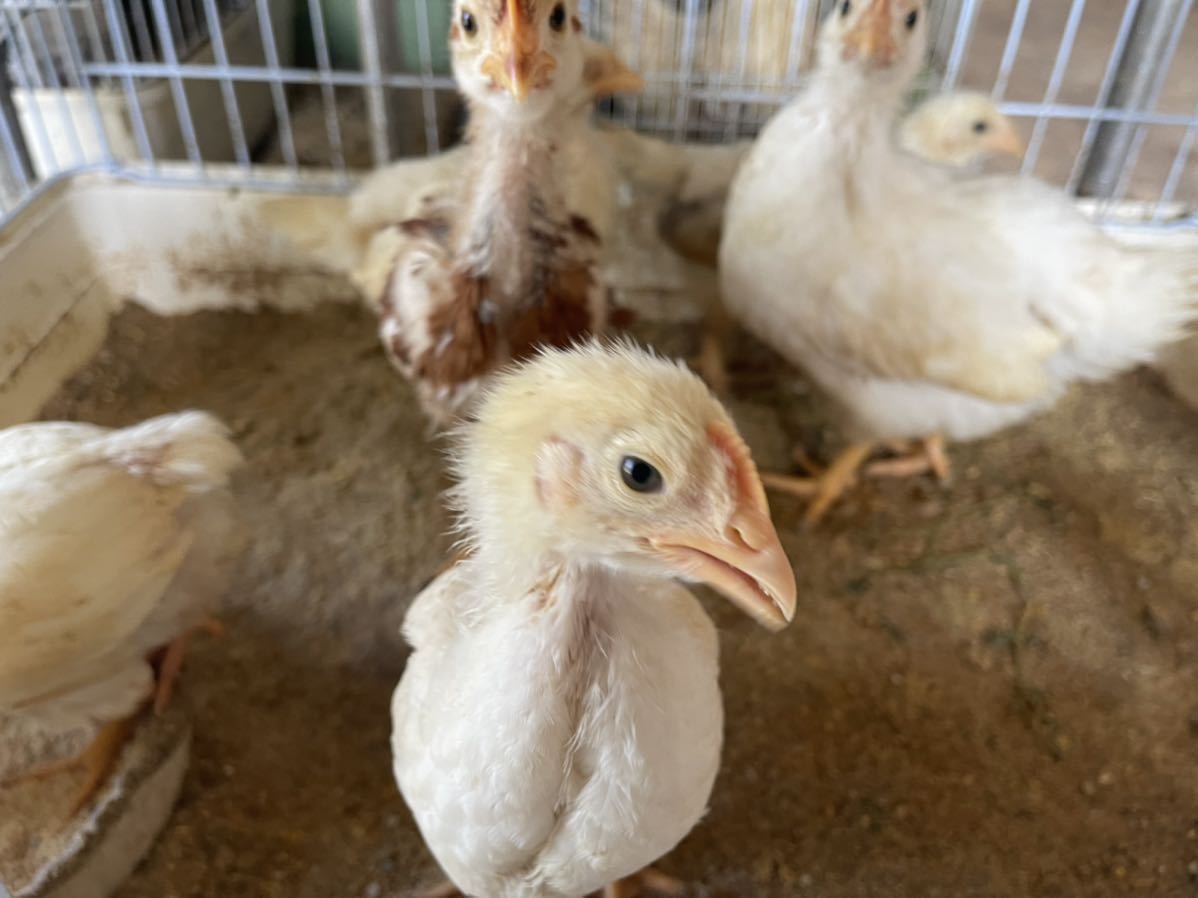 ボリスブラウン 有精卵１２個 食用 有精卵 種卵 卵 ボリスブラウン ニワトリ 鶏の画像2