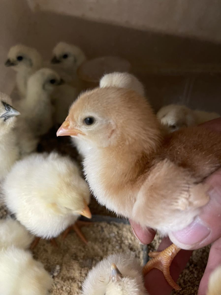 ボリスブラウン 有精卵１２個 食用 有精卵 種卵 卵 ボリスブラウン ニワトリ 鶏の画像1