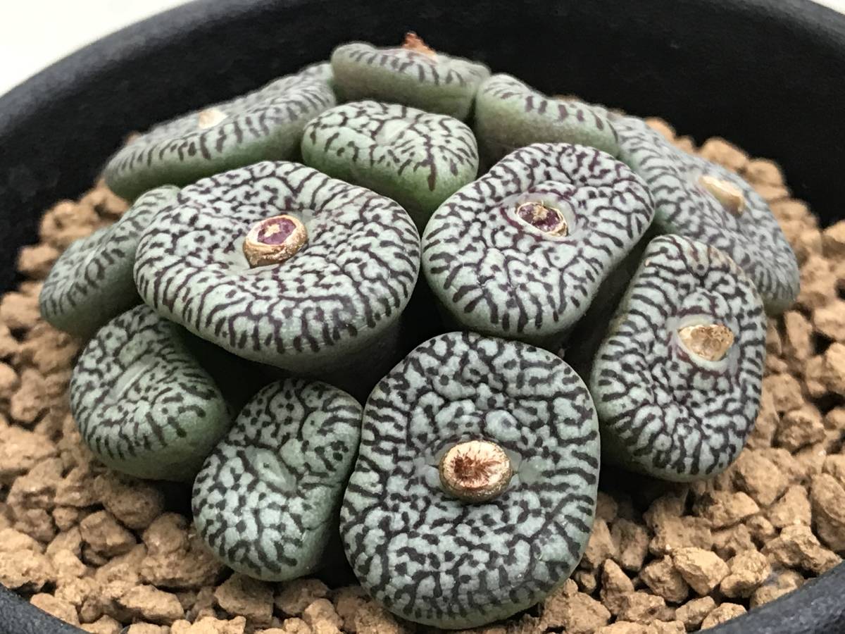 Yahoo!オークション - 多肉植物 コノフィツム ウィッテベルゲンセ Yahoo!オークション - 多肉植物 コノフィツム ウィッテベルゲンセ
