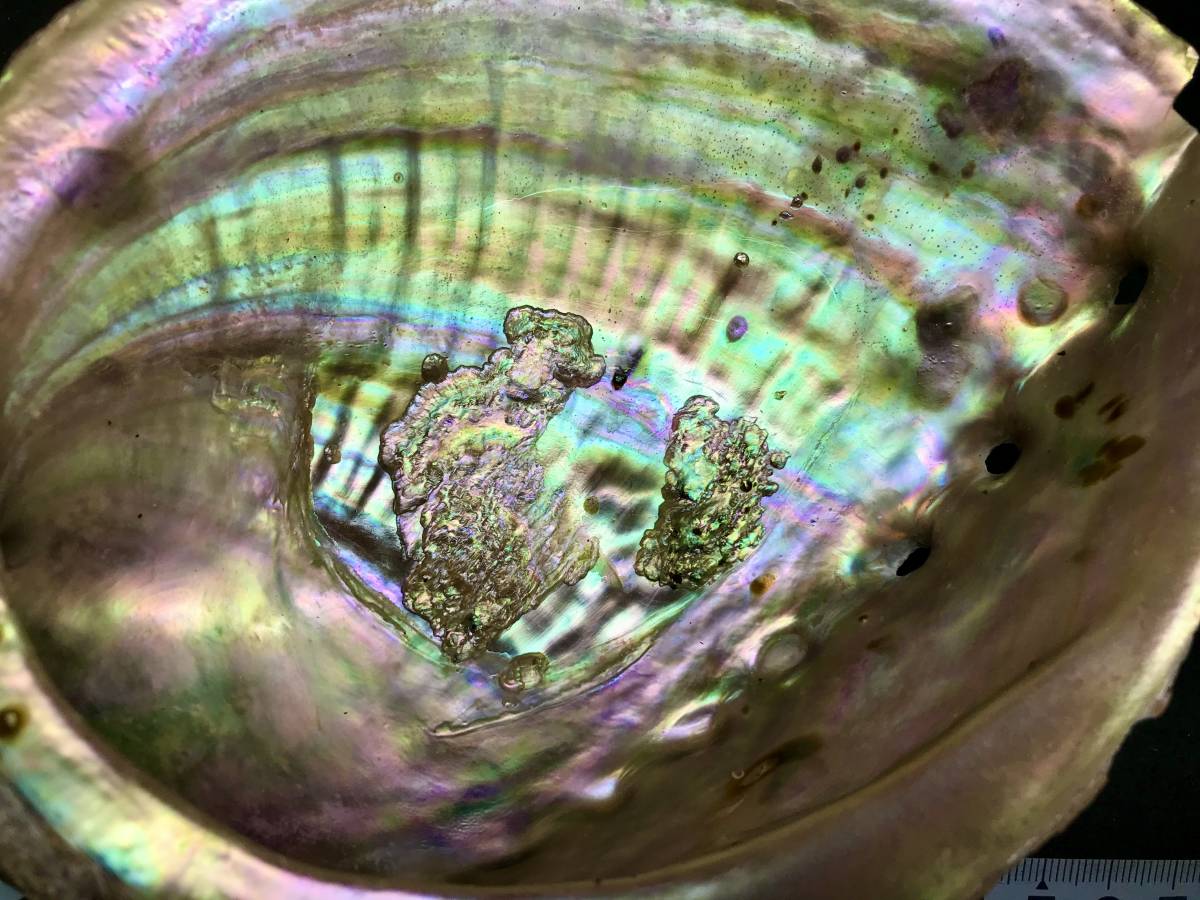 [675] Japan abalone .#....../ not yet processing / shell / rare / extra-large / original work goods material / fishing gear made / objet d'art / original work accessory anonymity delivery 