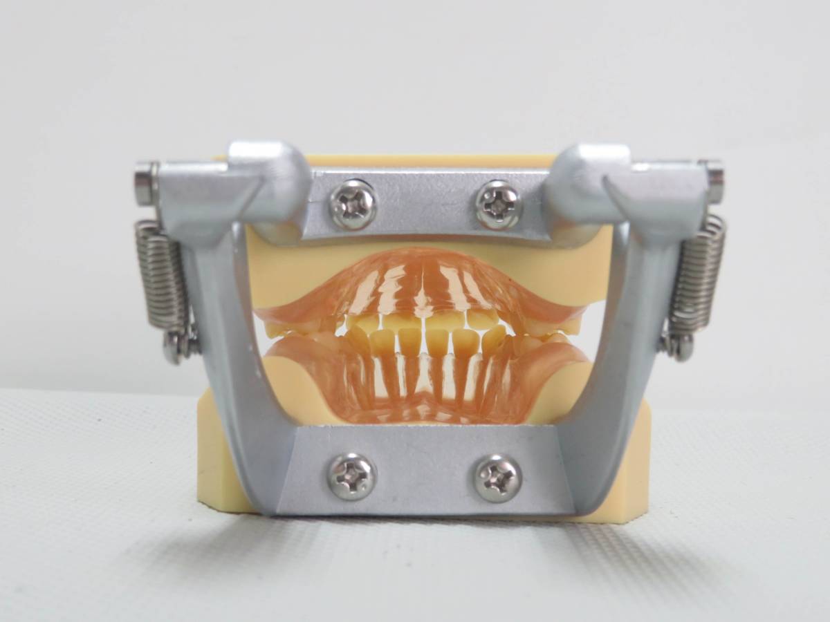 [F834] 送料込! 歯科技工 小児 顎模型 スタディモデル 歯科医師国家試験用 複製模型歯着脱顎模型(乳歯列)_画像8