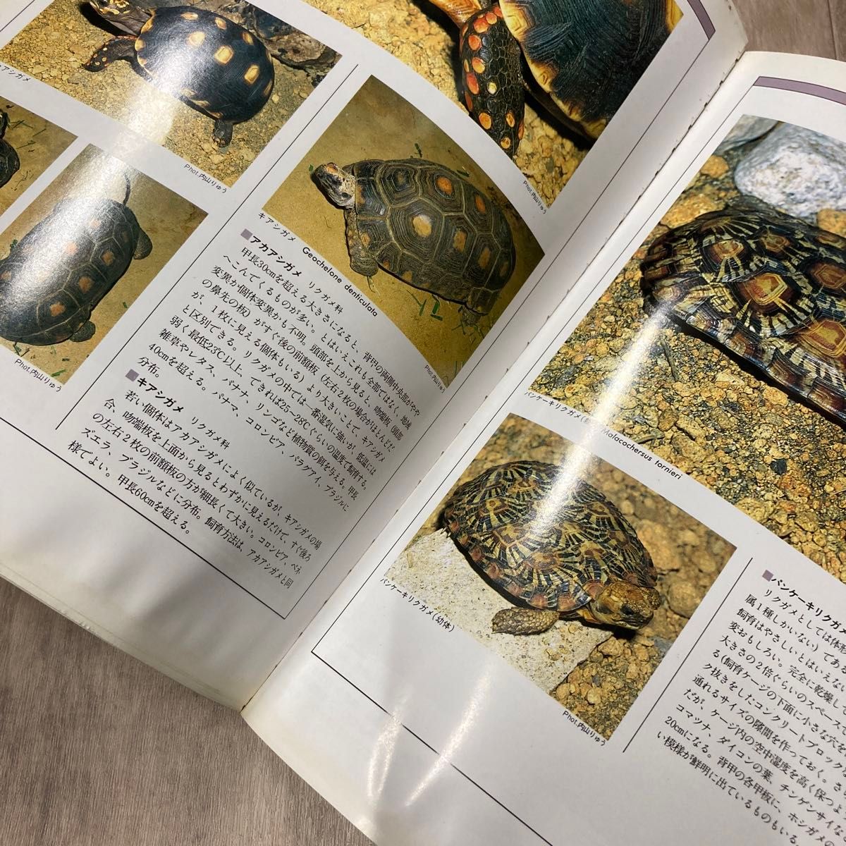 爬虫類 両生類 バイブル フェア ウインド カタログ 雑誌