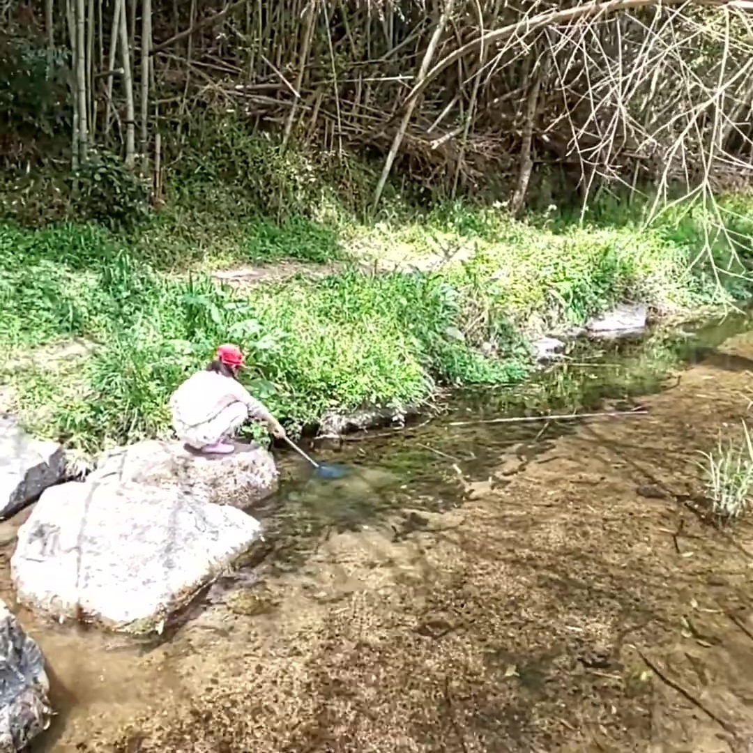 【天然カワニナ／50匹＋α】 水質浄化 コケ 苔取り 掃除役 混泳 メダカ 水槽 ミナミヌマエビ タニシ しじみ スネール 生体 ホタルの餌_画像8