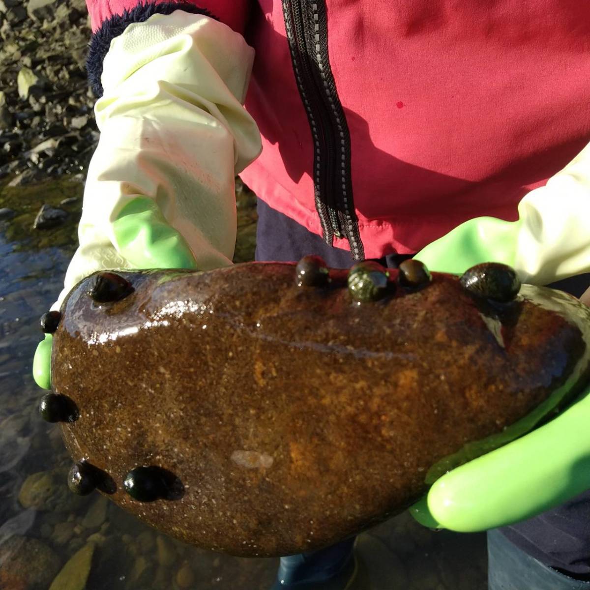 石巻貝 50個 イシマキガイ メダカ 金魚 熱帯魚 水槽 苔取り要員 掃除屋 水質浄化 アクアリウム こけとり_画像6