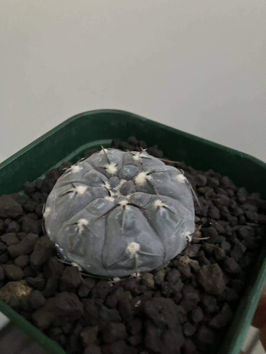 Gymnocalycium berchtii ギムノカリキウム　ベルクティー サボテン_画像1