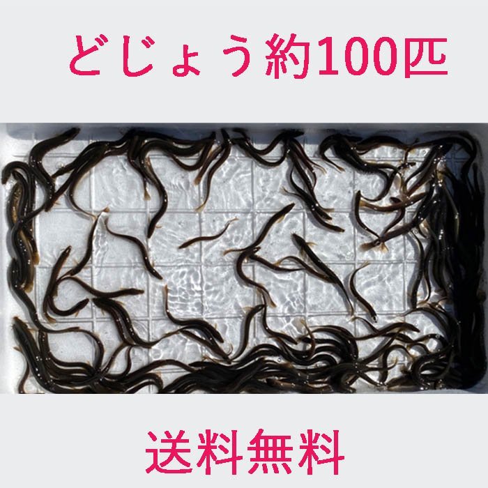 送料無料 どじょう 200ｇ 約 100匹 活餌 生き 餌 食用 中国産の画像1