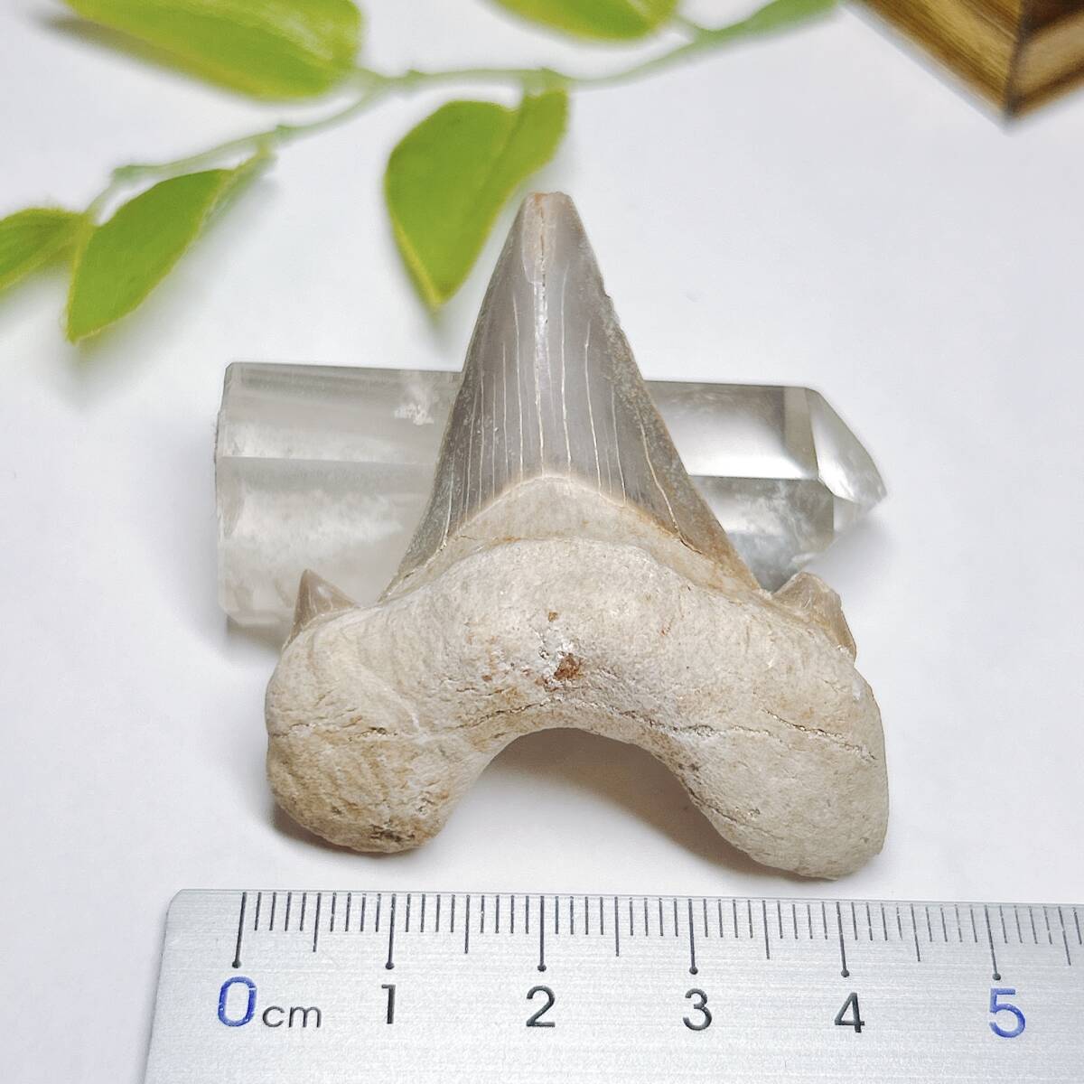 【E8339】サメの歯＊化石＊Lanna Obliqua＊shark tooth_画像4