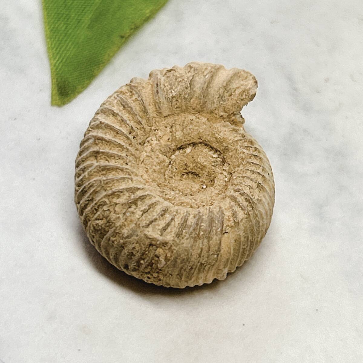 【E8599】アンモナイト ペリスフィンクテス 化石 中生代ジュラ紀 Ammoniteの画像2