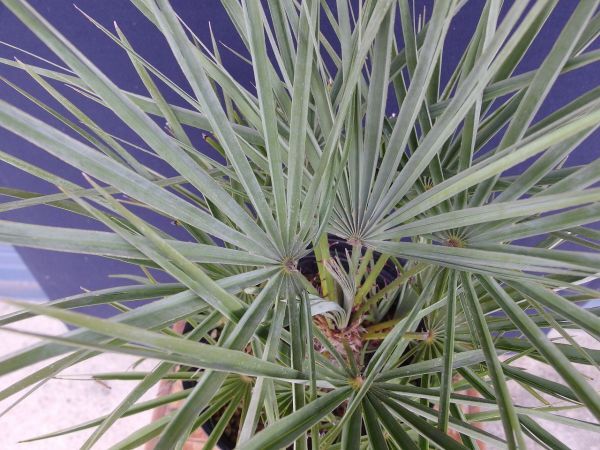 チャメロプス　フミリス　セリフェラ　B Chamaerops humilis var. cerifera_画像8