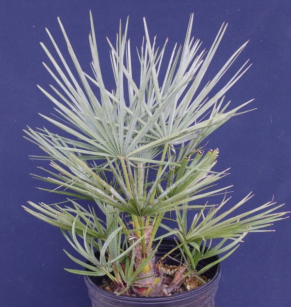 チャメロプス　フミリス　セリフェラ　B Chamaerops humilis var. cerifera_画像4