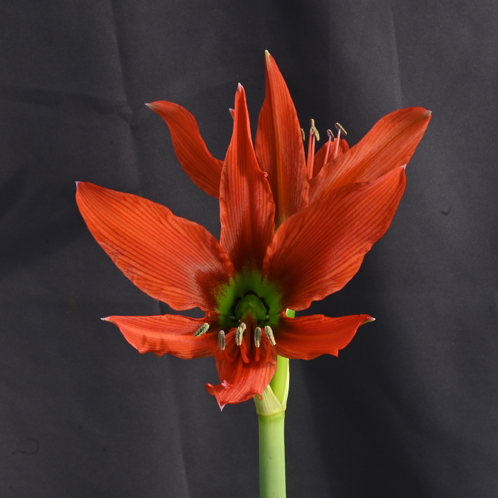 【種子10粒】原種アマリリス・オーリカム（Hippeastrum Aulicum）　2024年2月18日採種　F_【参考画像】親株の開花状態１