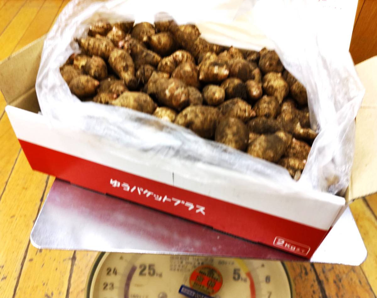 キクイモ３キロ　送料(7５０円)込み１６５０円　瑞々しく鮮度抜群　農薬不使用　簡単調理レシピ添え　_参考：超小粒キクイモ１、７Ｋ。