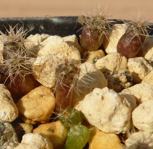 【種子を出品】◆　レブチア ムダネンシス WR689 Rebutia mudanensis 10粒/サボテン_幼苗のイメージです