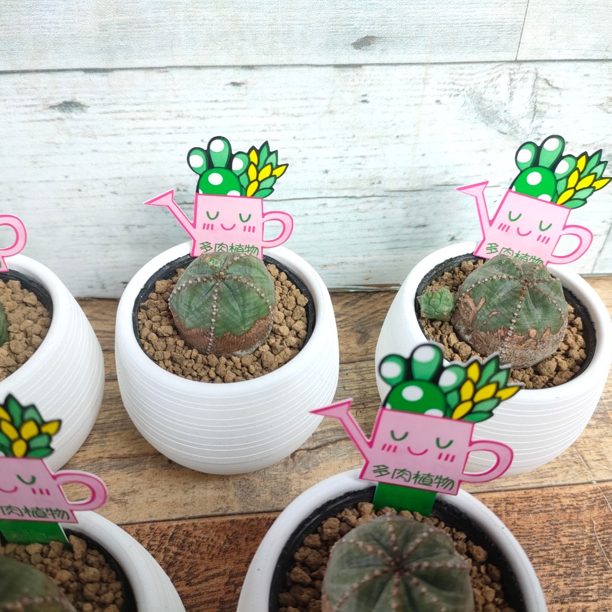 【9株セット】 ユーフォルビア・オベサブロウ Euphorbia obesa×susannae 群生 木質化　多肉植物 まとめ セット_画像7