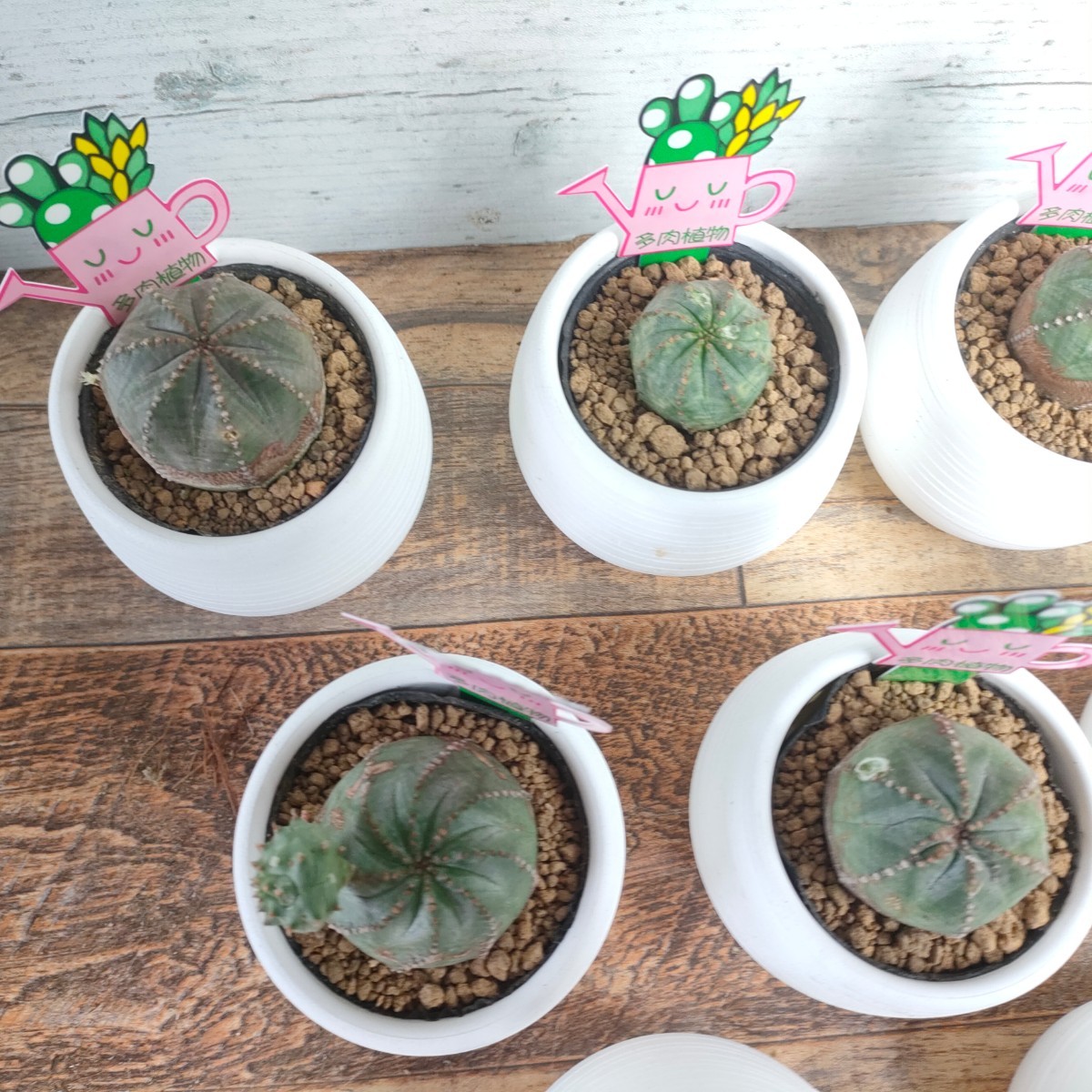 【9株セット】 ユーフォルビア・オベサブロウ Euphorbia obesa×susannae 群生 木質化　多肉植物 まとめ セット_画像9