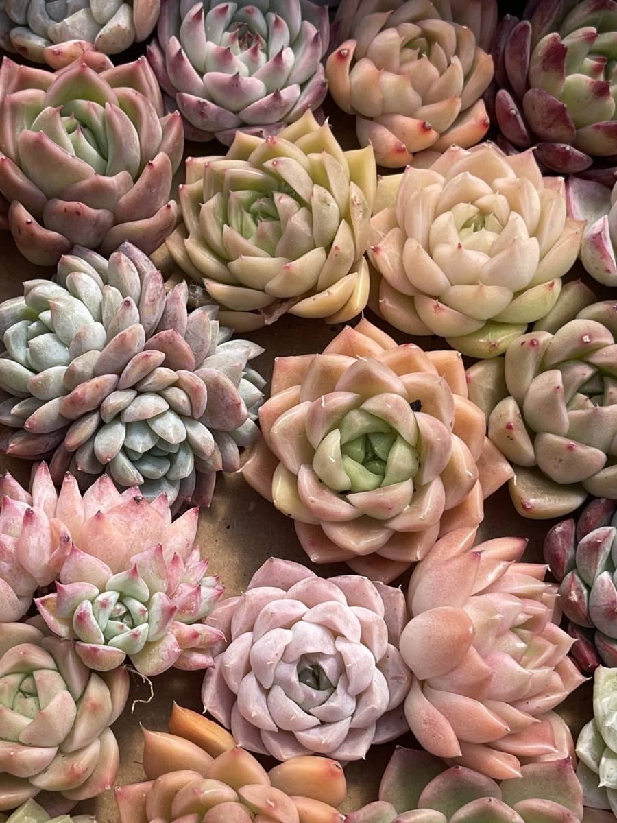 72株　Q61+Q62株 多肉植物 エケベリア属　Echeveria DC 　ベンケイソウ科　交雑種類　超美苗 サボテン 観葉植物 花 レア種72株セット_画像10