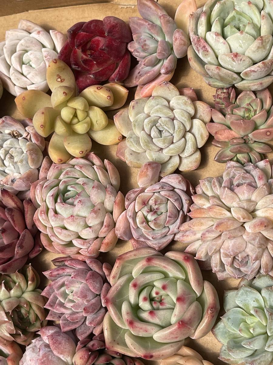 36株　Q220　多肉植物 エケベリア属　Echeveria DC 　ベンケイソウ科　交雑種類　超美苗 サボテン 観葉植物 花 レア種_画像2