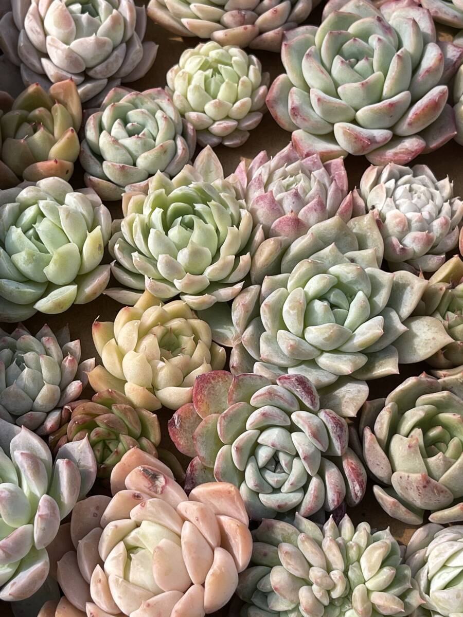 33株　Q428株 多肉植物 エケベリア属　Echeveria DC 　ベンケイソウ科　交雑種類　超美苗 サボテン 観葉植物 花 レア種33株セット_画像3