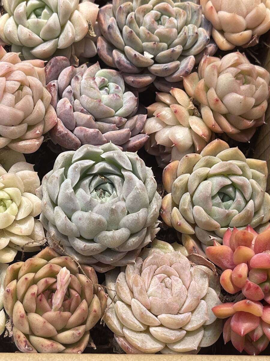 63株 S215+ S216　多肉植物 エケベリア属　Echeveria DC 　ベンケイソウ科　交雑種類　超美苗 サボテン 観葉植物 花 レア種_画像1