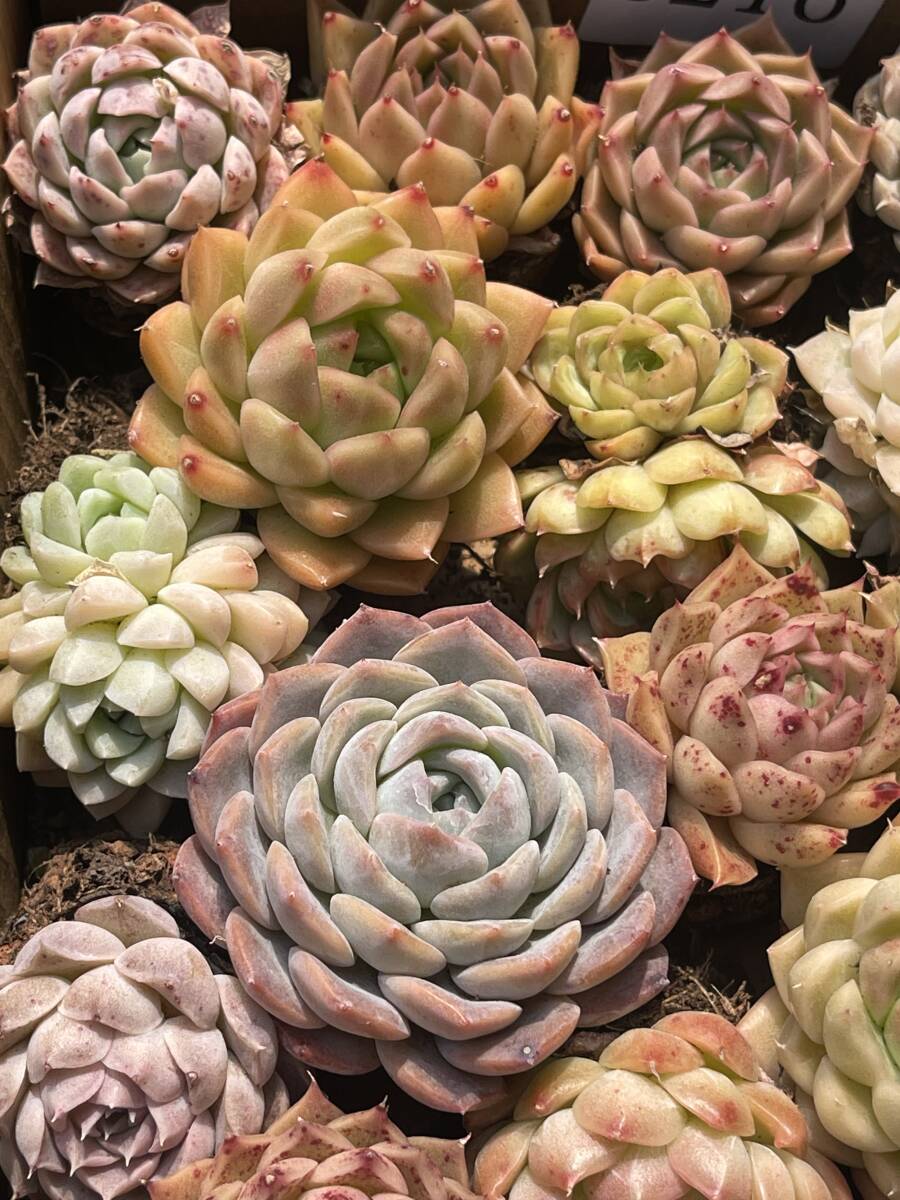 63株 S215+ S216　多肉植物 エケベリア属　Echeveria DC 　ベンケイソウ科　交雑種類　超美苗 サボテン 観葉植物 花 レア種_画像4