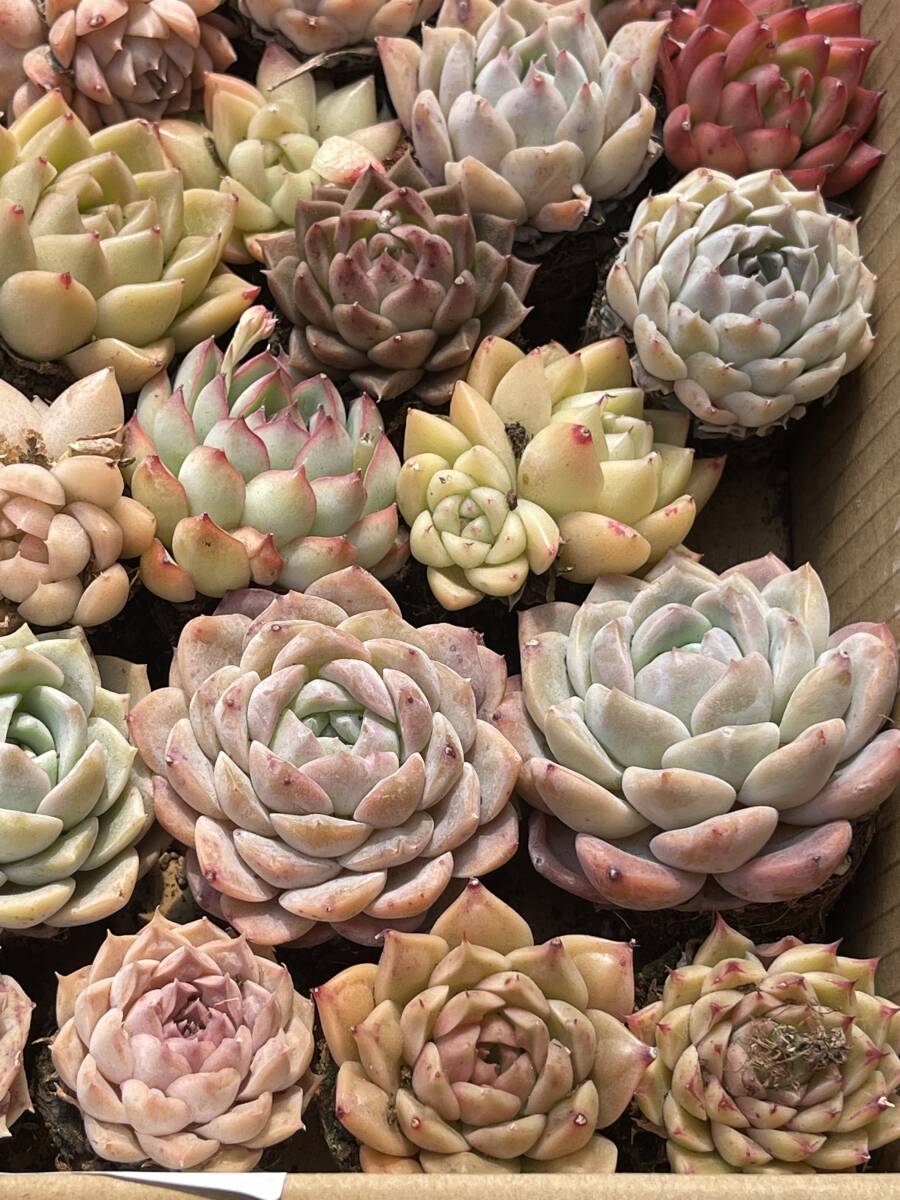 60株 S225+ S226　多肉植物 エケベリア属　Echeveria DC 　ベンケイソウ科　交雑種類　超美苗 サボテン 観葉植物 花 レア種_画像1