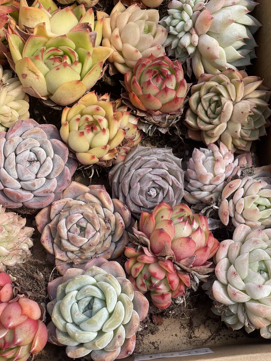 54株 S251+ S252　多肉植物 エケベリア属　Echeveria DC 　ベンケイソウ科　交雑種類　超美苗 サボテン 観葉植物 花 レア種_画像1