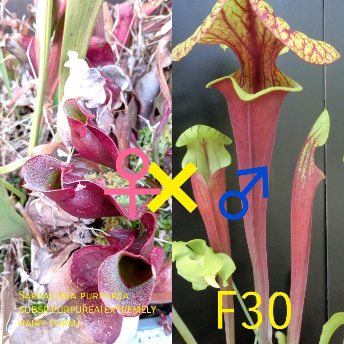 食虫植物　サラセニア プルプレア ssp. プルプレア　extremely hairy form × F30♂ 実生①株分け苗 1鉢_画像5