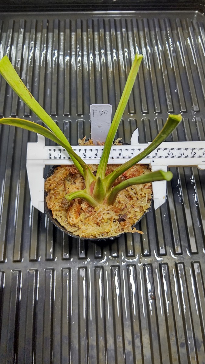 食虫植物　サラセニア フラバ var. rubricorpora MK F30 株分け苗　1鉢_画像2