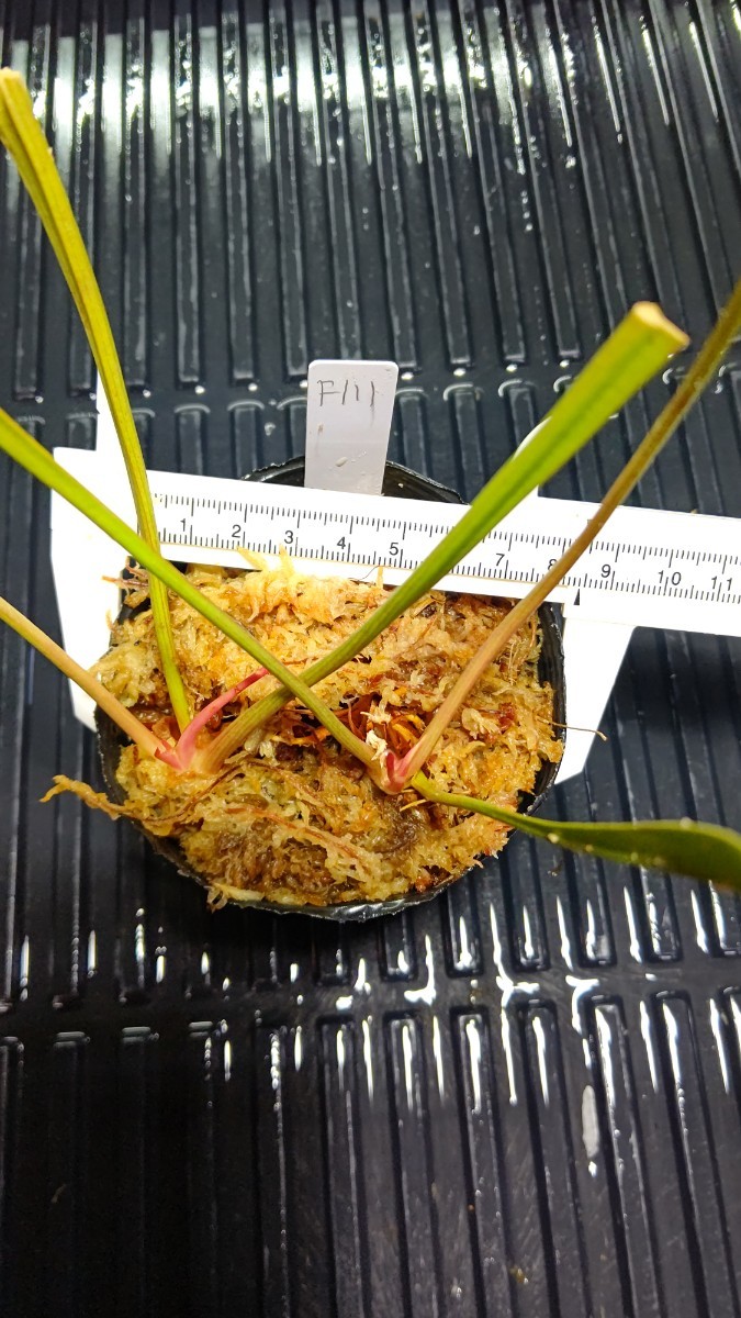 食虫植物　サラセニア フラバ var. rubricorpora MK F111 株分け苗　1鉢_画像2