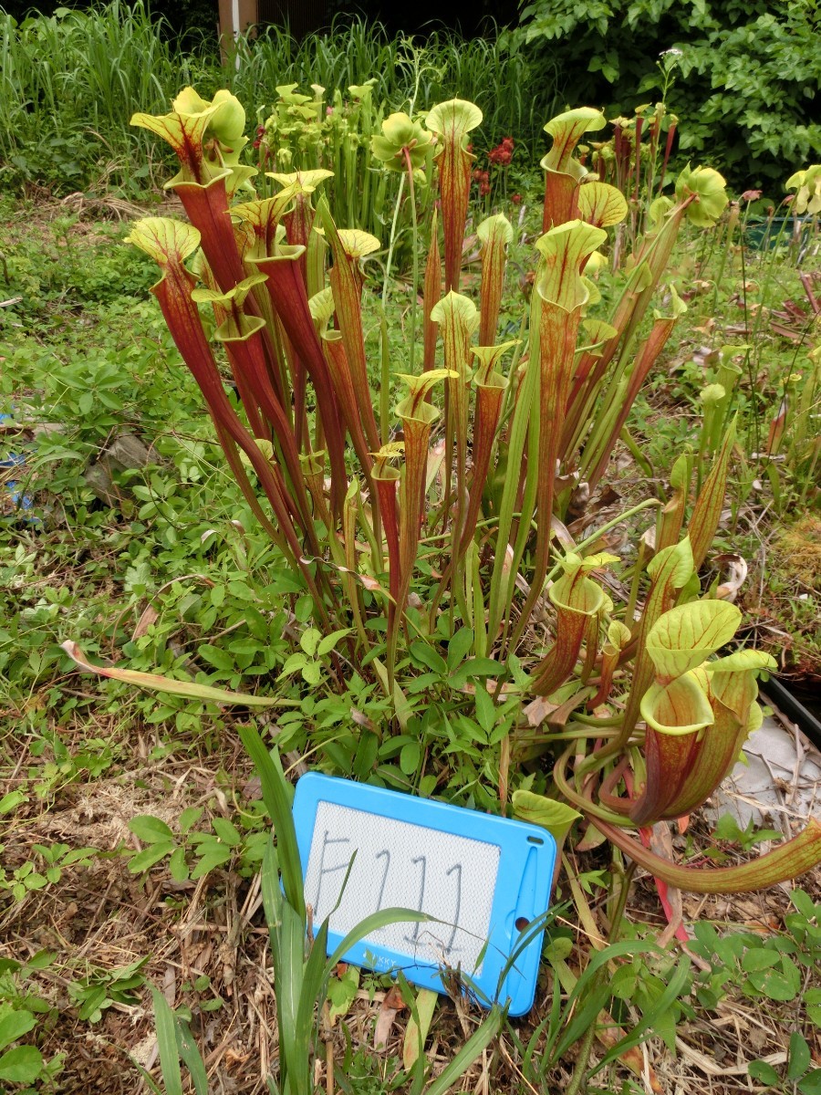 食虫植物　サラセニア フラバ var. rubricorpora MK F111 株分け苗　1鉢_画像6