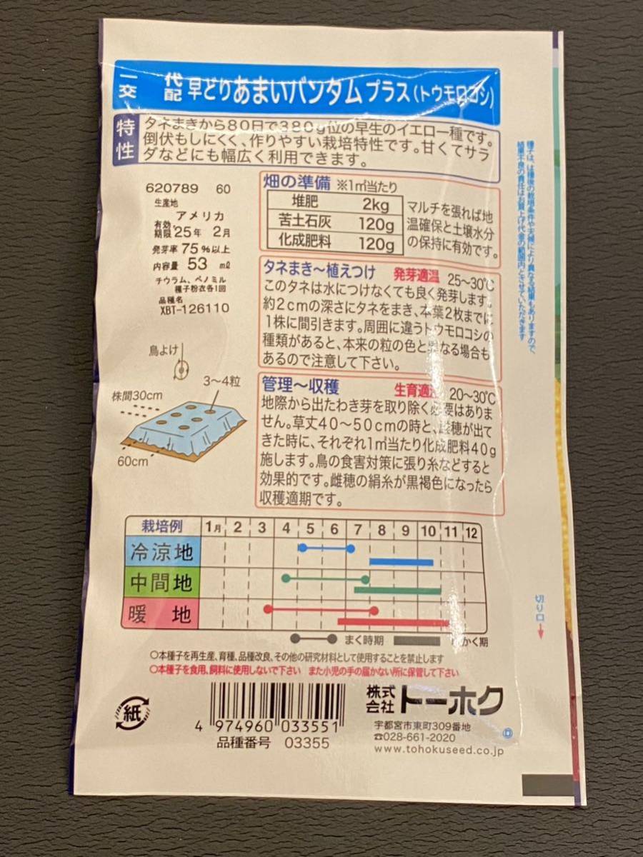 トウモロコシ種 タネ 早取りバンタム ×2パック 106ml とうもろこし 2100円相当 家庭菜園_画像3