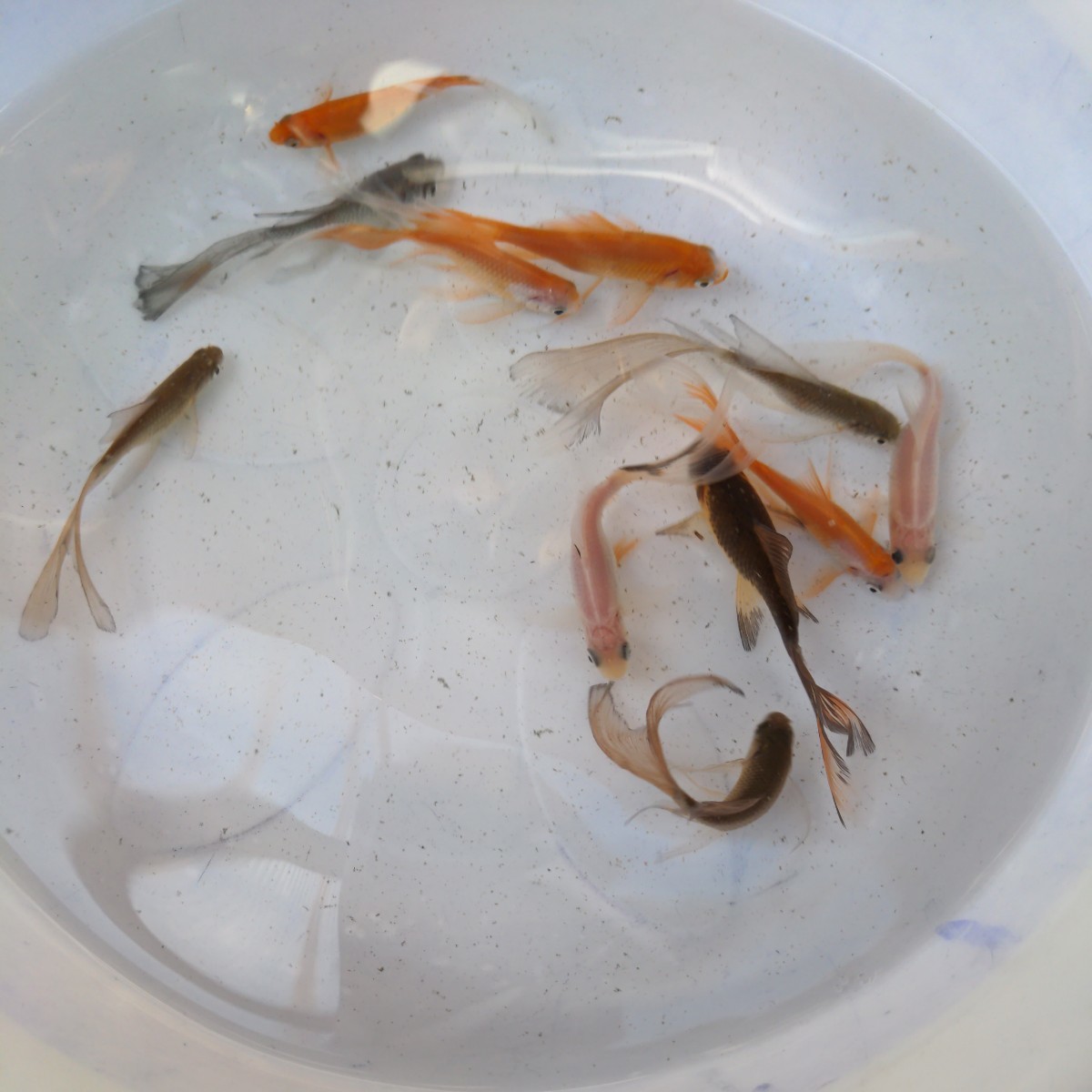 金曜日発送（23日）【宮城鉄魚飼育研究会】色物鉄魚10匹セット④青、赤、白、ぶち、錆、サラサ　8〜9センチくらい_画像2