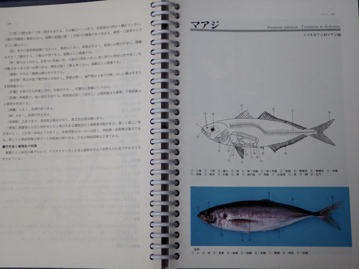 【大型本】魚類解剖図鑑／落合明（高知大学農学部教授）編◆緑書房/1987年◆定価9,800円◆魚類学/水産養殖学/水産利用加工学_画像6