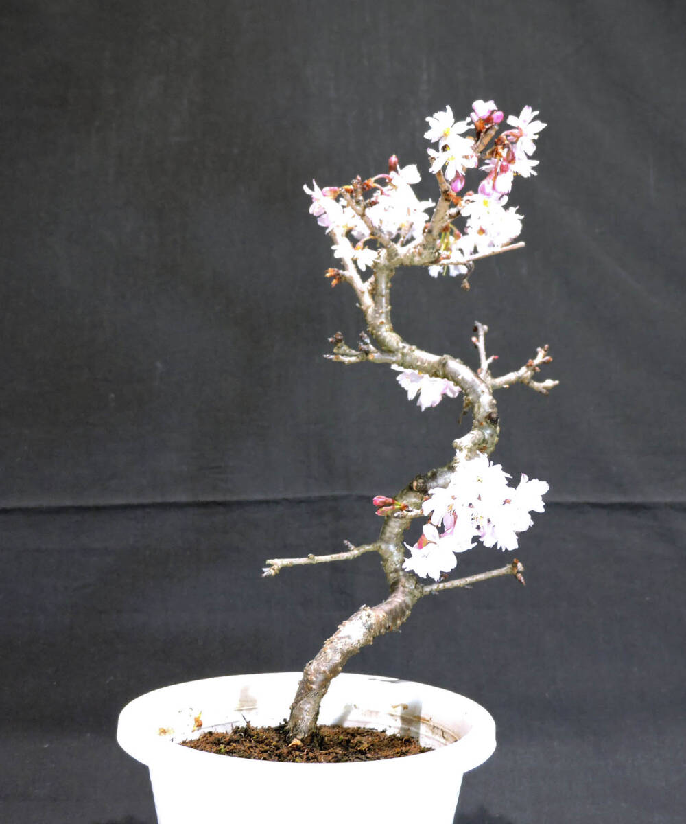  Sakura 10 month Sakura (juugatsu The kla/ Sakura ) bonsai plastic pot seedling depth 15cm width 19cm height 32cm