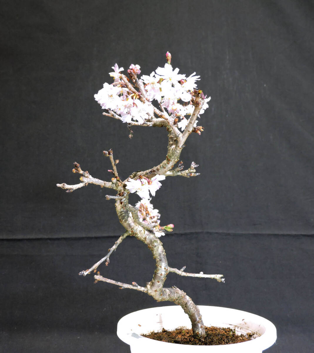  Sakura 10 month Sakura (juugatsu The kla/ Sakura ) bonsai plastic pot seedling depth 15cm width 19cm height 32cm