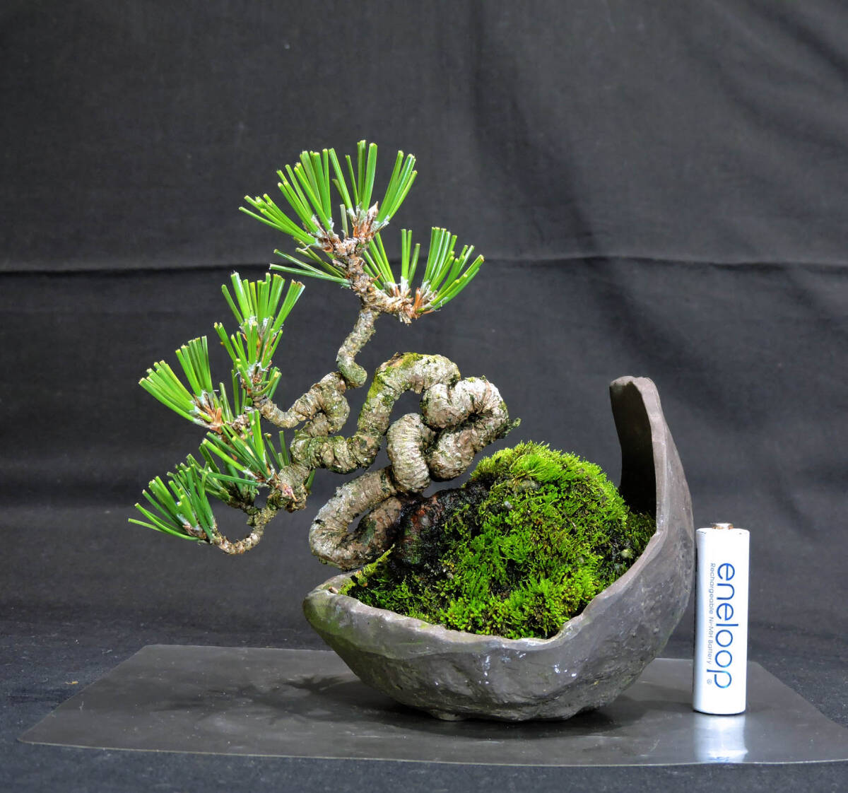 黒松盆栽(樹高27cm) 中品盆栽 和鉢 |盆栽 黒松盆栽(樹高27cm) 中品盆栽 和鉢 |盆栽
