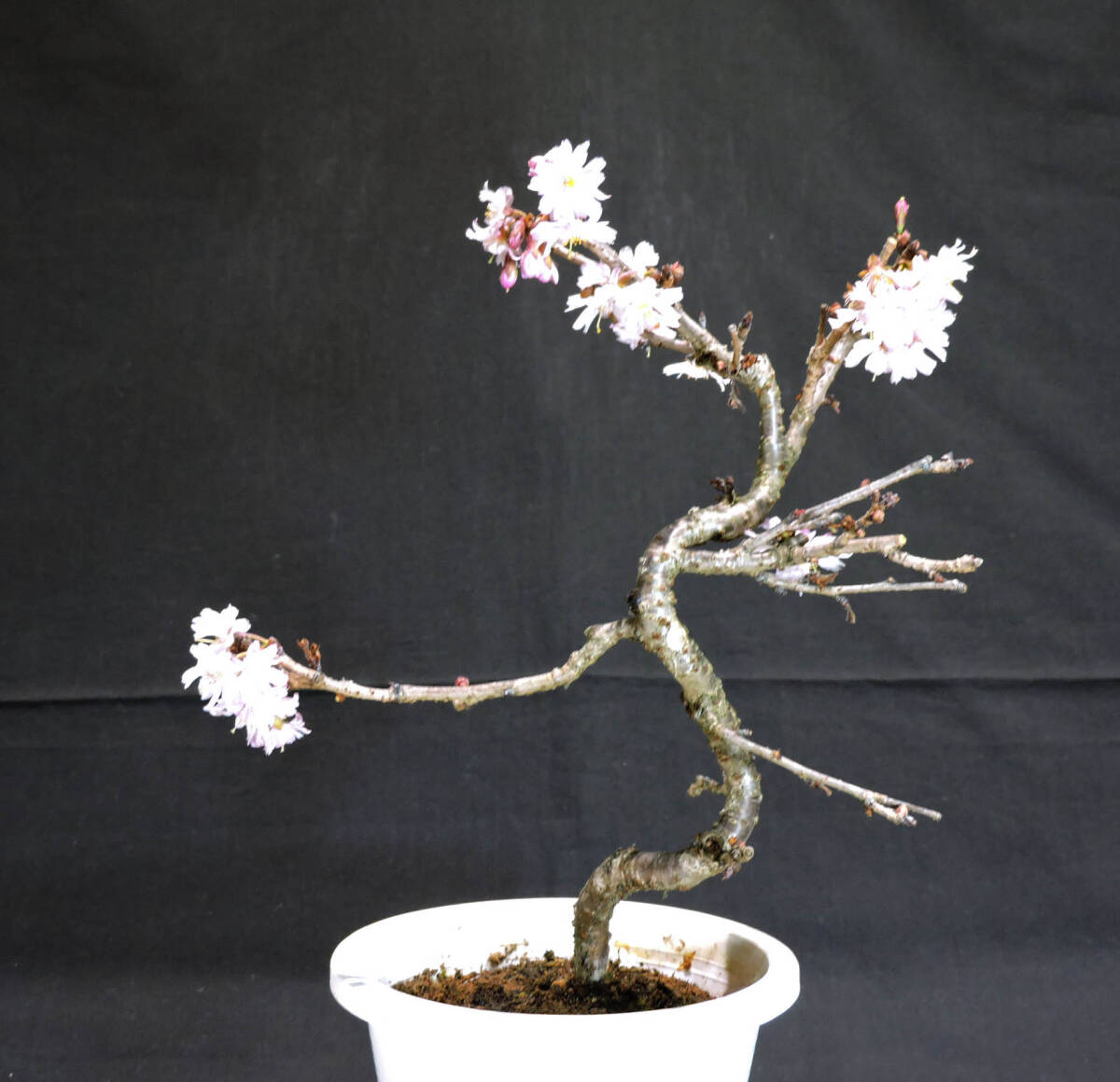  Sakura 10 month Sakura (juugatsu The kla/ Sakura ) bonsai plastic pot seedling depth 15cm width 19cm height 32cm