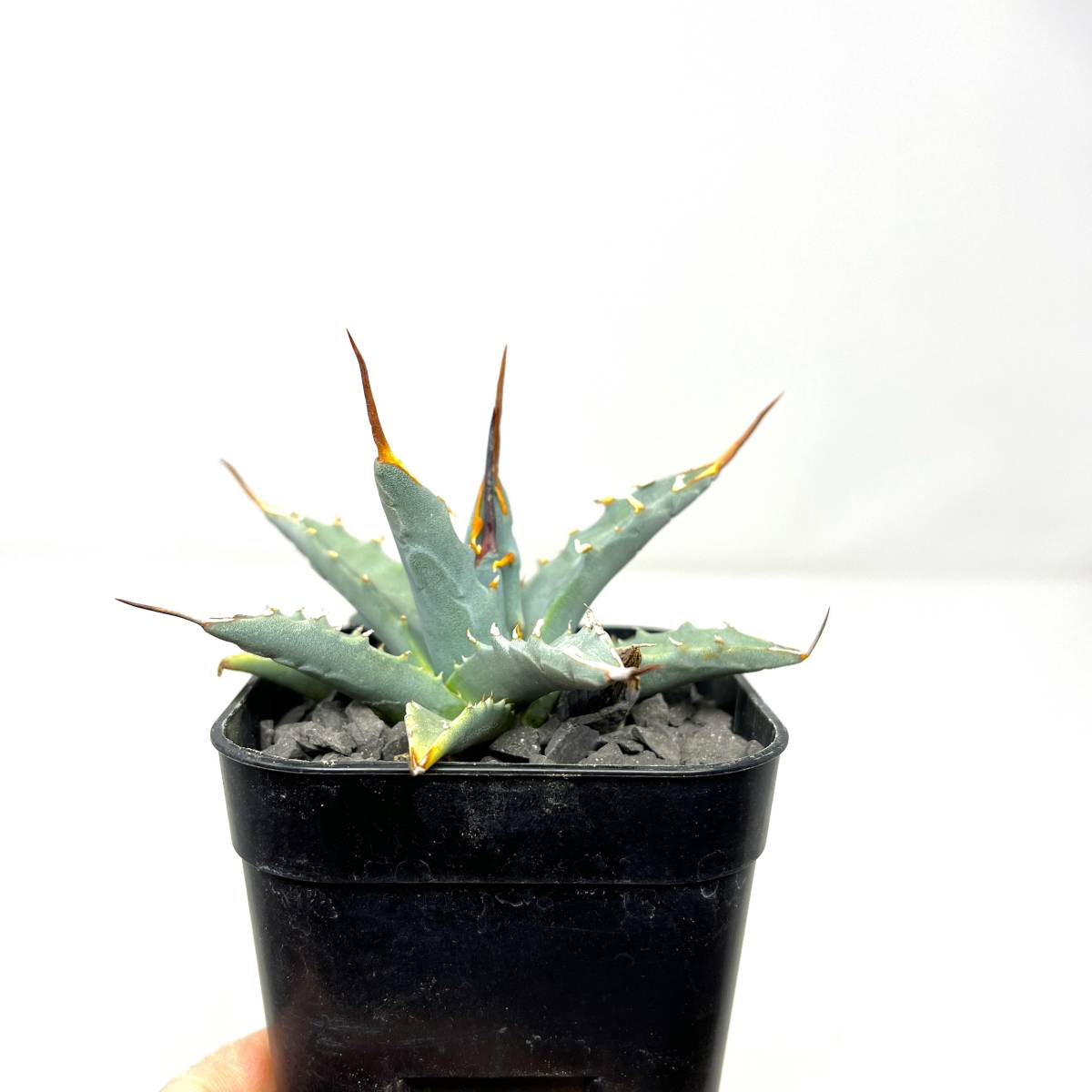 Agave uthaensis var. nevadensis★アガベ ユタエンシス ネバデンシス★実生株★_画像5