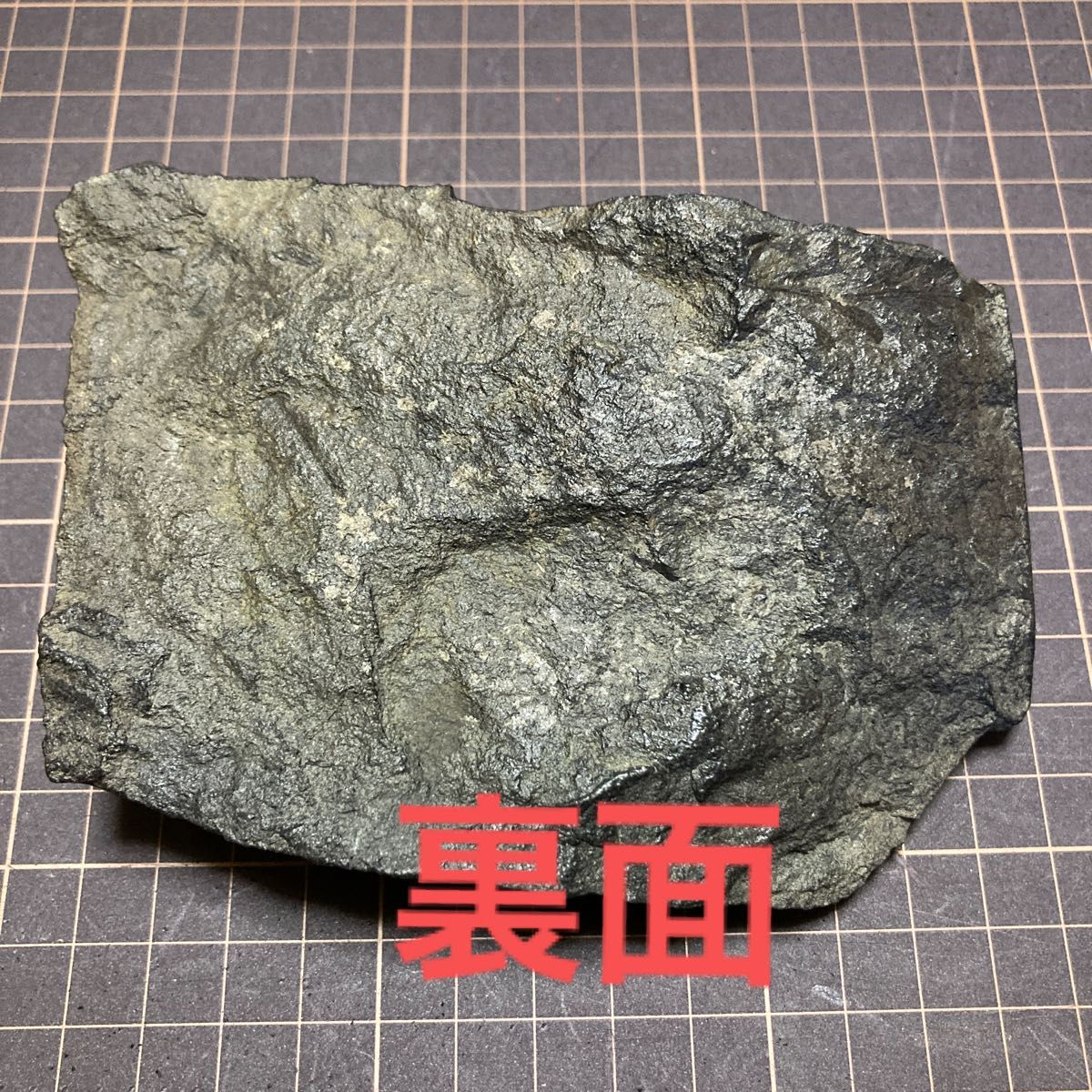 送料無料 四国北東部産 化石 正体不明