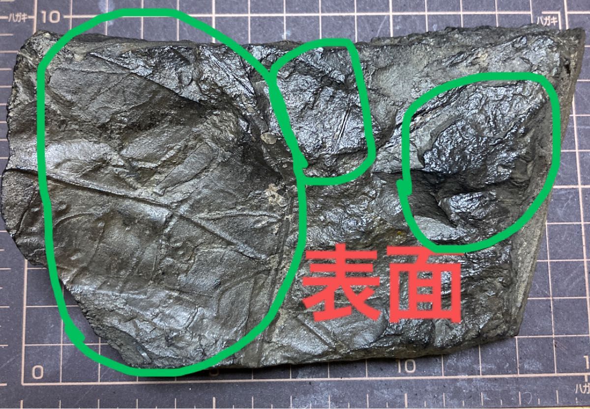 送料無料 四国北東部産 化石 正体不明